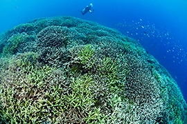 Corales y Arrecifes