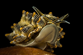 Opisthobranquios - Caliphyllidae
