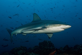 Tiburones - Galapagueño