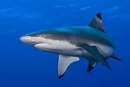 Tiburones - Puntas Negras Arrecife