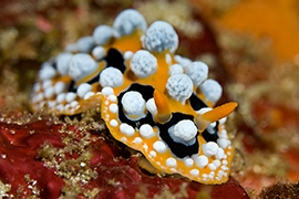Nudibranquios - Phyllidiidae