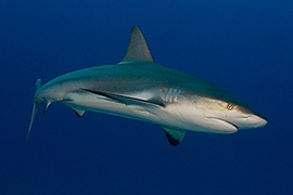 Tiburones - Arrecife del Caribe