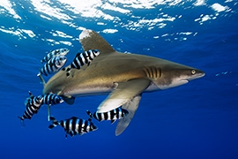 Tiburones - Puntas Blancas Oceánico